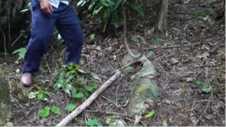 Bắt Được Rắn Lạ - Có Bữa Canh Thơm