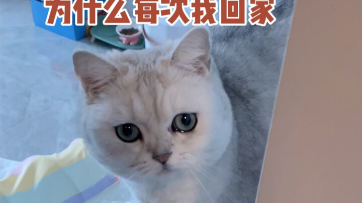 The cat always waits at the door for its human to come home, but it turns out this is what’s really 