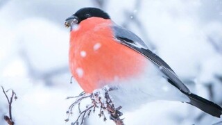 "I finally understand why Chinese painting likes to paint birds"