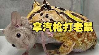 من يضرب الفئران ببندقية هوائية، بالتأكيد لن يعتقد أحد أن ذلك قاسٍ!