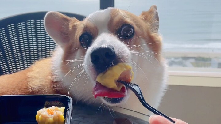 Manusia kalah dari anjing: Corgi menikmati pemandangan laut sambil menyantap hidangan istimewa, beta
