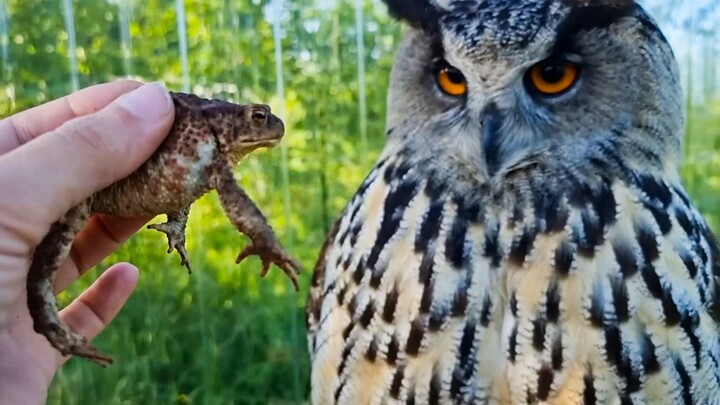 Fat Chicken, say hello to the frog!
