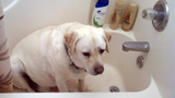 สุนัขน่ารัก vs วิดีโอเวลาอาบน้ำ 2015