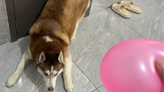 Pop a balloon in front of your dog and see how he reacts?