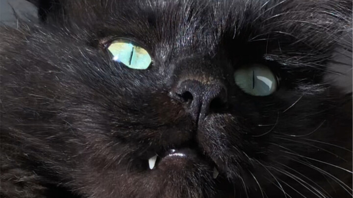 The black cat can't see the expression on their face.