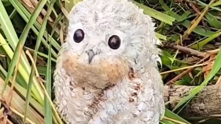 Tại sao chim cú lùn lại thích đóng vai khúc gỗ?