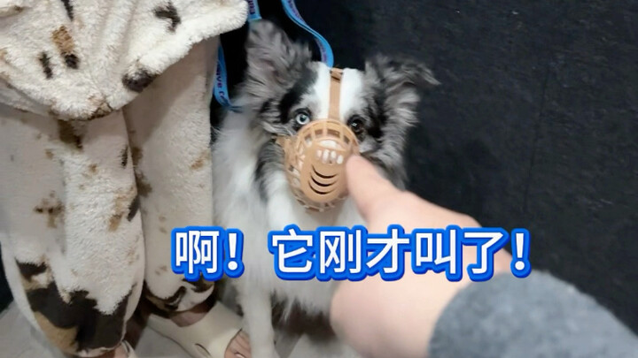 من الذي أجبر مربي الكلاب على تعلّم الإجابة السريعة؟