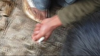 kur xekai in Nepal |