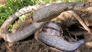 Gặp Ngay Hang Ổ Của 4 Con Rắn Khổng Lồ. Anh Em Trúng Đậm | Săn Bắt Ẩm Thực Vùng Cao