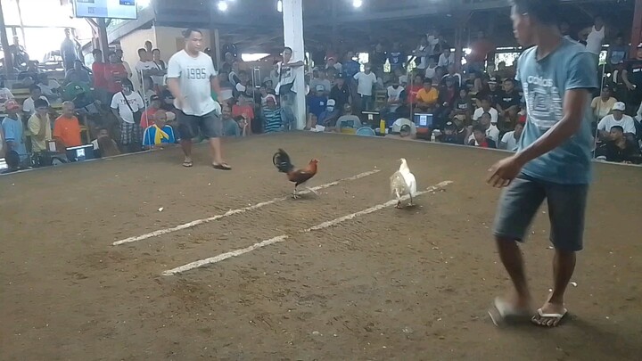 bornok lng manok.