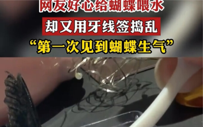 Một cư dân mạng tốt bụng cho bướm uống nước, nhưng lại dùng tăm chỉ nha khoa quấy rối — “Lần đầu tiê