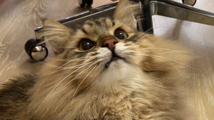 Mèo rừng Siberia: Quá khổng lồ, siêu quấn chủ đến mức không thể bỏ qua!