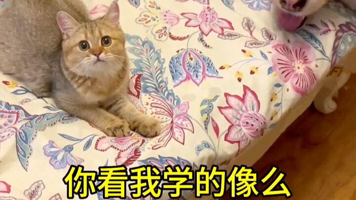 Kucing ini udah nggak berguna lagi.