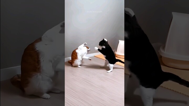 funny cats 😂 episode 322 #shorts