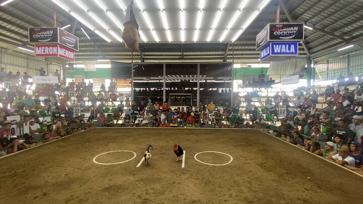 Magtito Gamefarm Goldenboy xx Kelso stag, Winner at Derby event in Calauan Laguna.