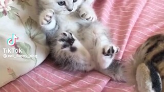 meoww~~~~