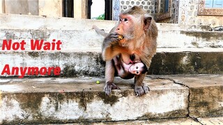 It Is Final Decision! Mother Monkey Arina Doesn't Wait Any More for Cameraman