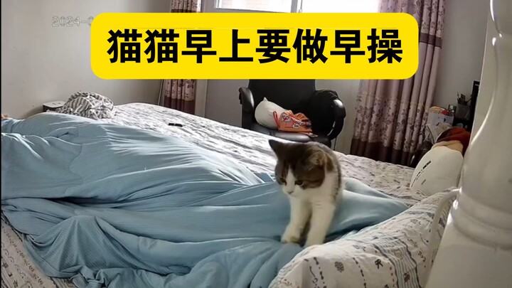Kucing-kucing harus melakukan senam pagi.