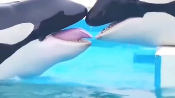 Netizen: Even at the aquarium, they’re still showing off their love!