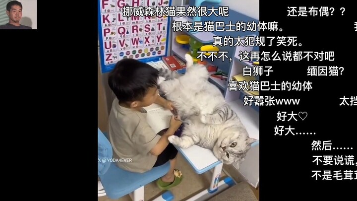 【N站คอมเมนต์แปล】ชาวญี่ปุ่นชมแมวตัวใหญ่ของจีน (ต้าจ้วง) นั่งเฝ้าเด็กทำการบ้าน
