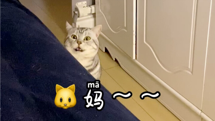 Kucing brengsek! Pagi-pagi udah ngomongin Pak Wang pake kata-kata kasar! Emang punya delusi dikhiana