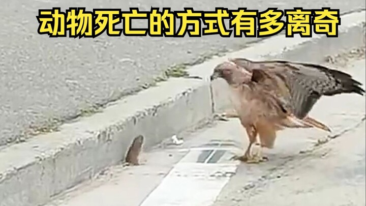 动物离奇死亡鉴定72