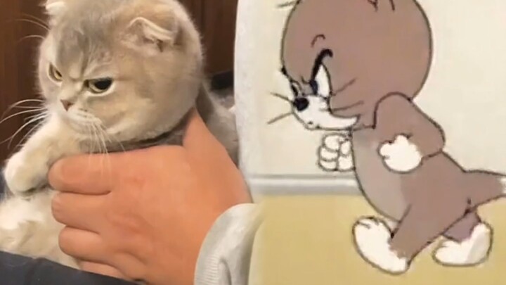 猫和老鼠，诚不欺我