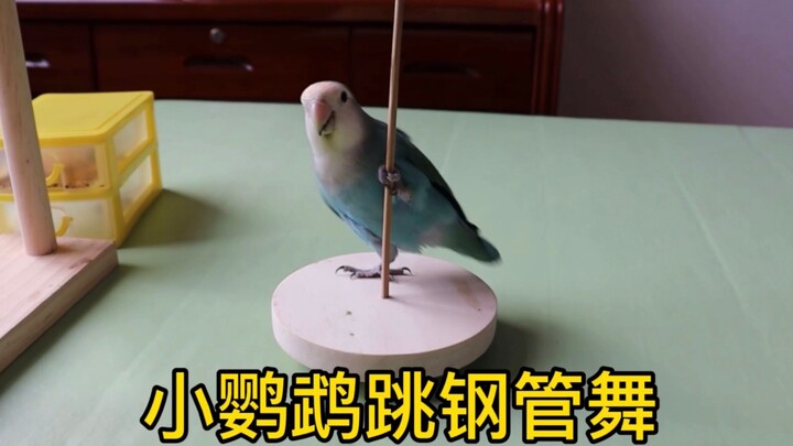 鹦鹉跳钢管舞有模有样，大家说该给它颁个什么奖