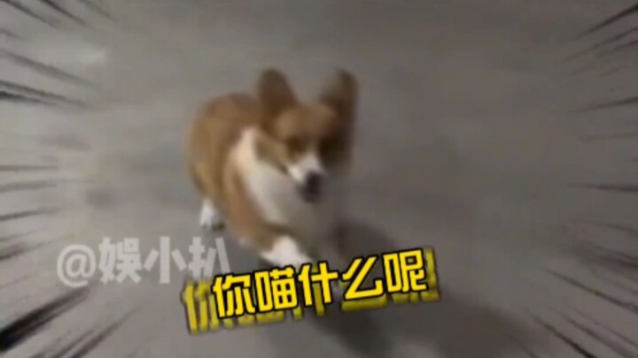 Dog: Do you really think that dead voice is something I could pull off?