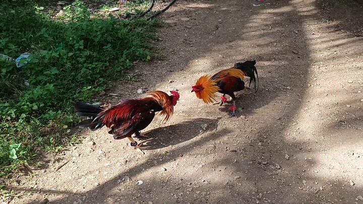 McLean Kelso VS Navajero Gilmore Spar