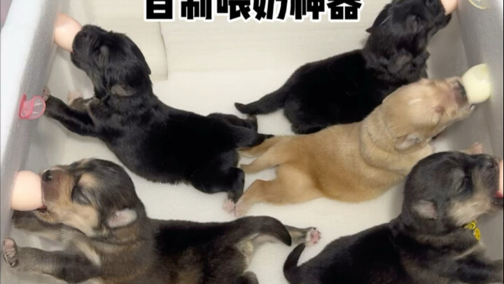 Unparalleled wet nurse