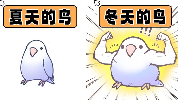 【这真的是同一只鸟吗？】带你沉浸式盘一盘冬日限定毛球啾啾