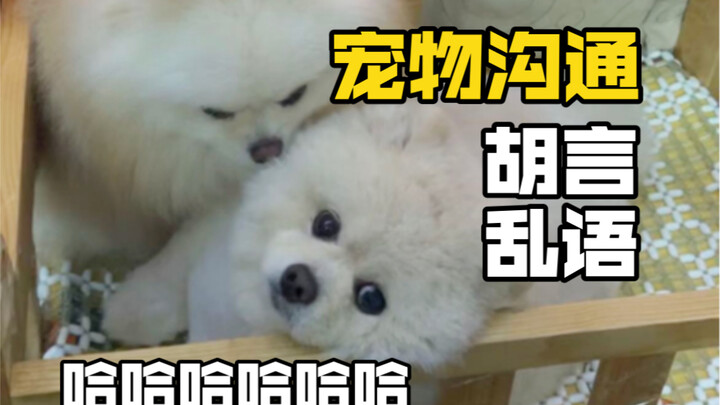 关于我花了500听狗子胡言乱语，笑不活了！！！