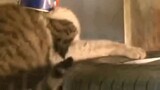 Kepala Tersangkut Kaleng Kucing Ini Tidak Bisa Makan Dan Minum