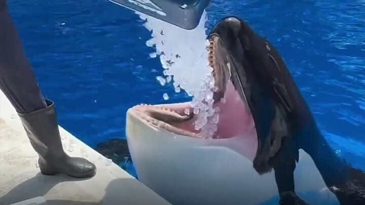 Tại sao phải cho cá voi sát thủ ăn đá viên?