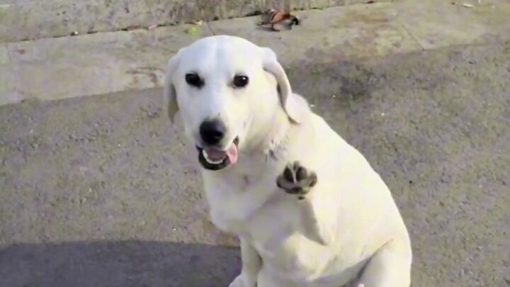 The Most Deceptive Dog