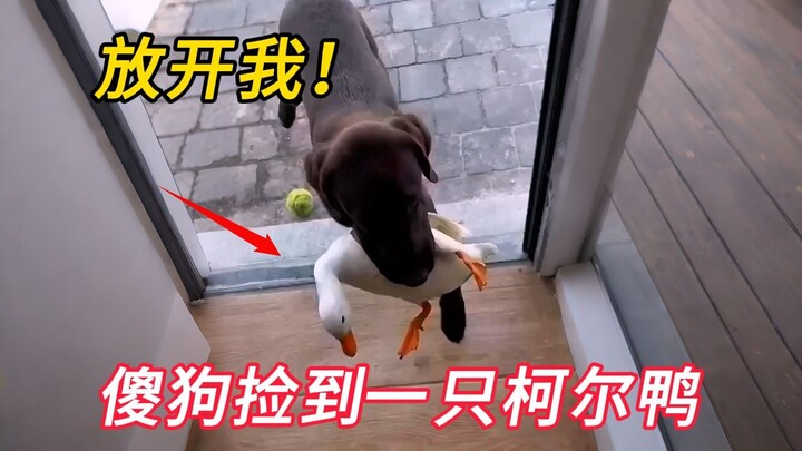A girl found a duck egg, hatched it and raised the duckling, only to end up with a rather unconventi