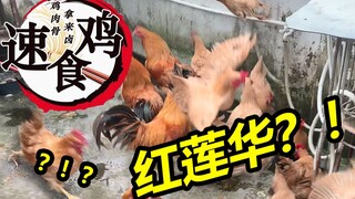 数只鸡上演大逃亡！对着鸡唱《鬼灭之刃》OP《红莲华》简直爆笑