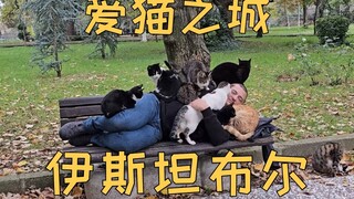 In Istanbul, the "City of Cat Lovers," enjoy the pleasure of being surrounded by cats