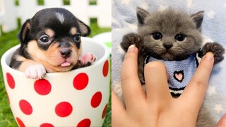 Hilarious Collection of Cute Dog and Cat Videos #69 | CuteVN