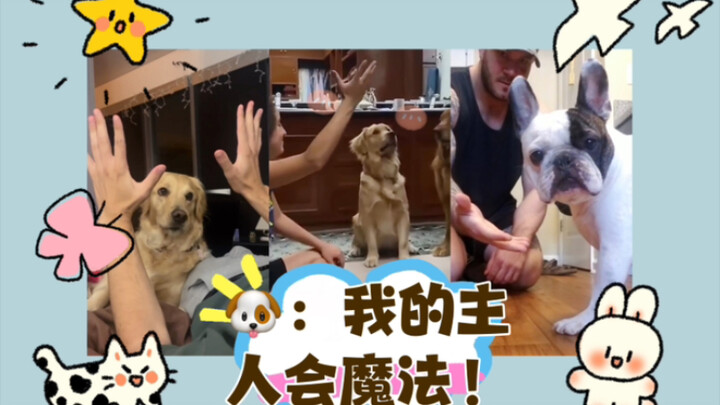 “Puppy: My owner’s a magician, you know! (*☻-☻*)”