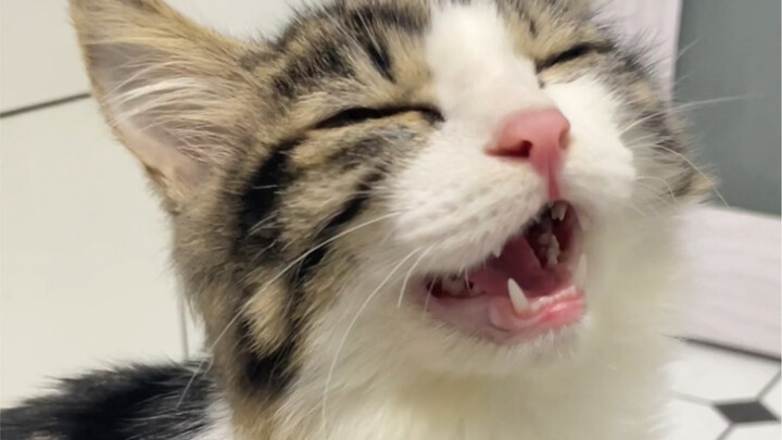The remarkable adaptability of local kittens!