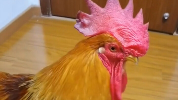 The rooster tries to crow but gets manually muted.