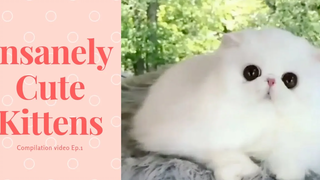 ทาสแมว - Insanely Cute Kittens 🐱Ep1