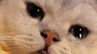 小猫：你只是像他，但你不是他