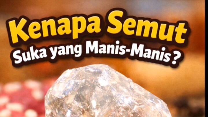Kenapa Semut Suka yang Manis-Manis?