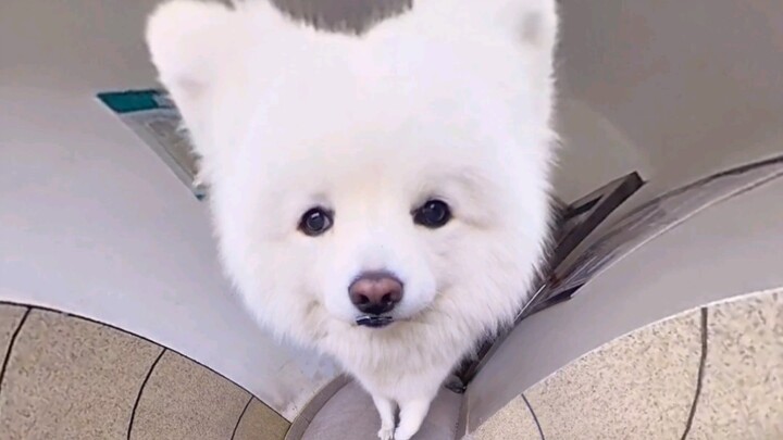 A puppy's happiness is having its owner by its side. So who on earth came up with the idea of stagge