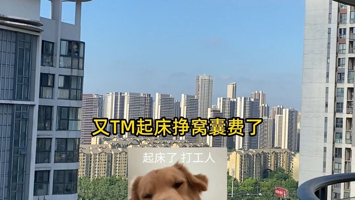 Lừa dừng lại cũng chẳng thiếu thức ăn, còn tôi mà dừng lại là bị cắt bảo hiểm xã hội
