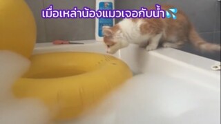 แมวกับน้ำไม่ใช่ของคู่กัน