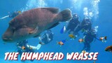 HUMPHEAD WRASSE | NAPOLEON FISH | Tenrou21